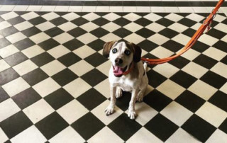 Nos amis les chiens sont bienvenus à Ussé